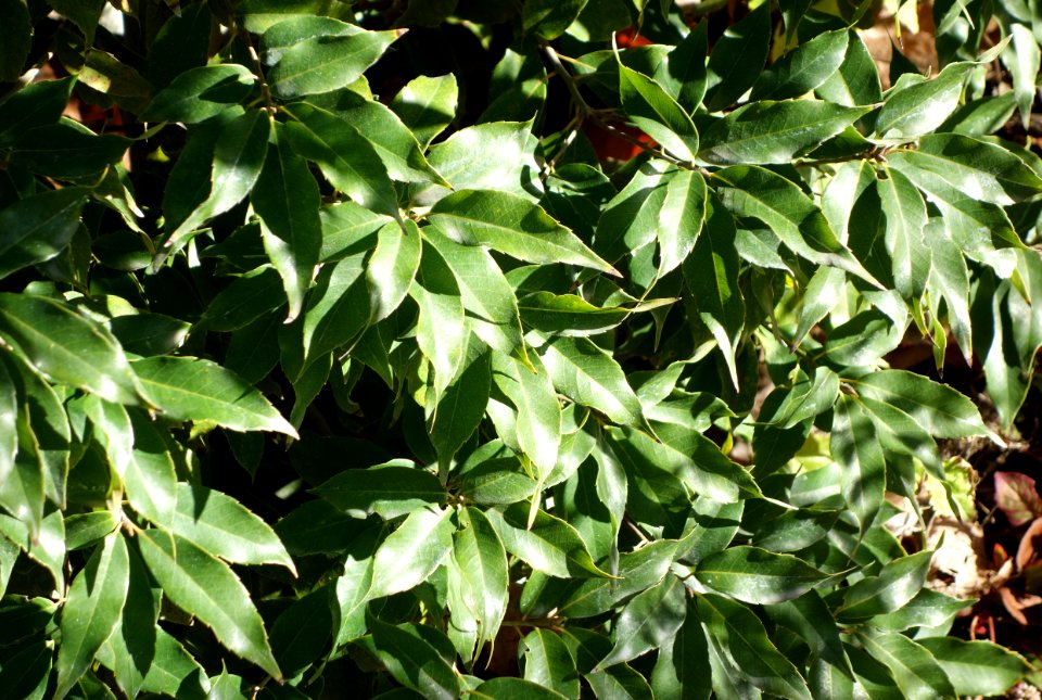 Quercus salicina - Quarryhill Botanical Garden - DSC03410