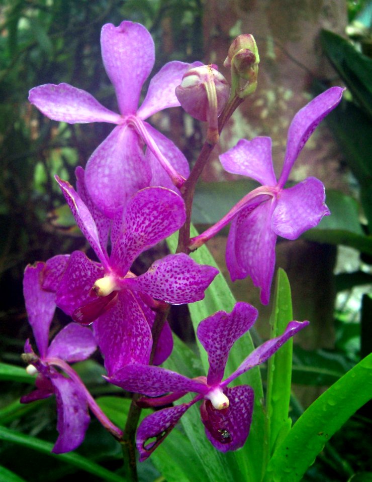 Purple flowers Da Lat