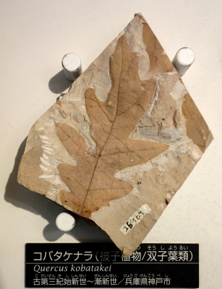 Quercus kobatakei - National Museum of Nature and Science, Tokyo - DSC06938