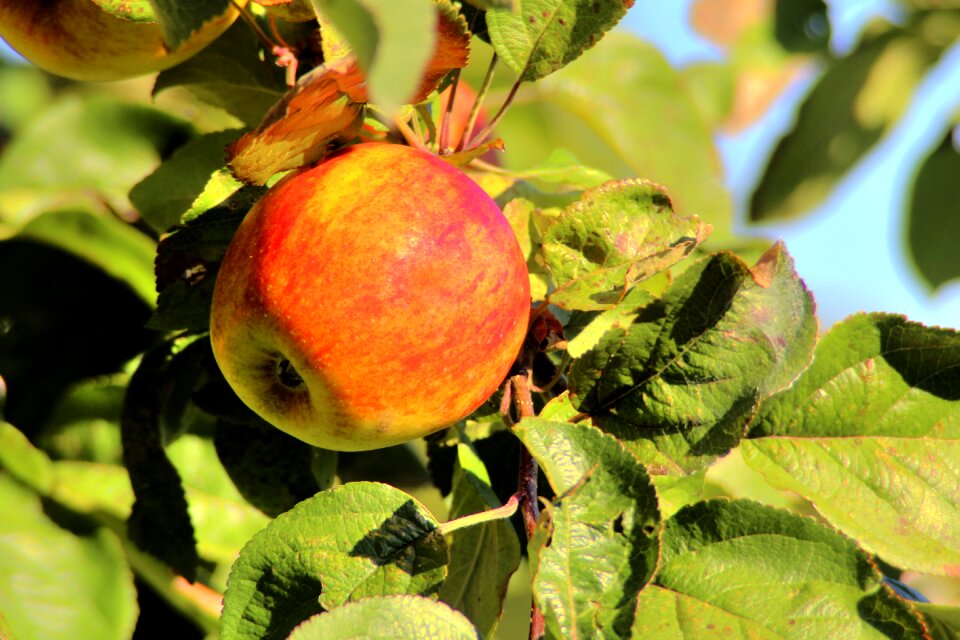 Apple tree season fruit