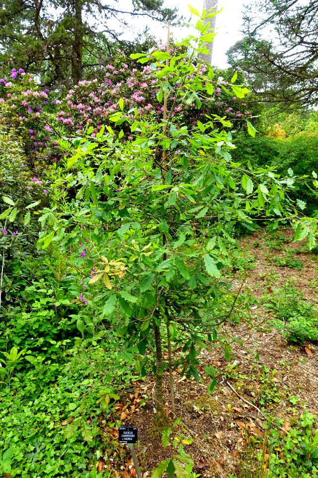 Quercus canariensis × faginea - Hillier Gardens - Romsey, Hampshire, England - DSC04666