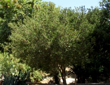 Quercus pacifica photo