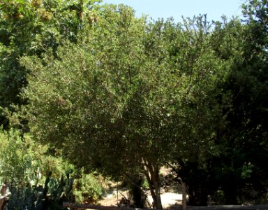 Quercus pacifica