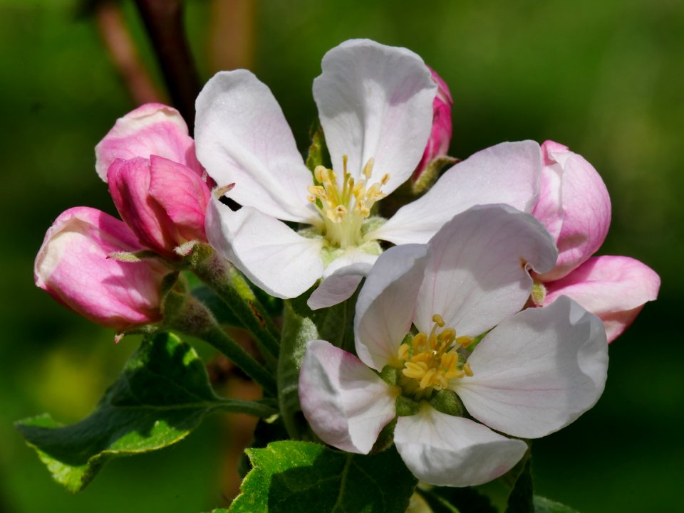 Purpurroter Cousinot Freilichtmuseum Roscheider Hof Blüte H1