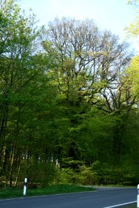 Quercus petraea Steinen Westerwald