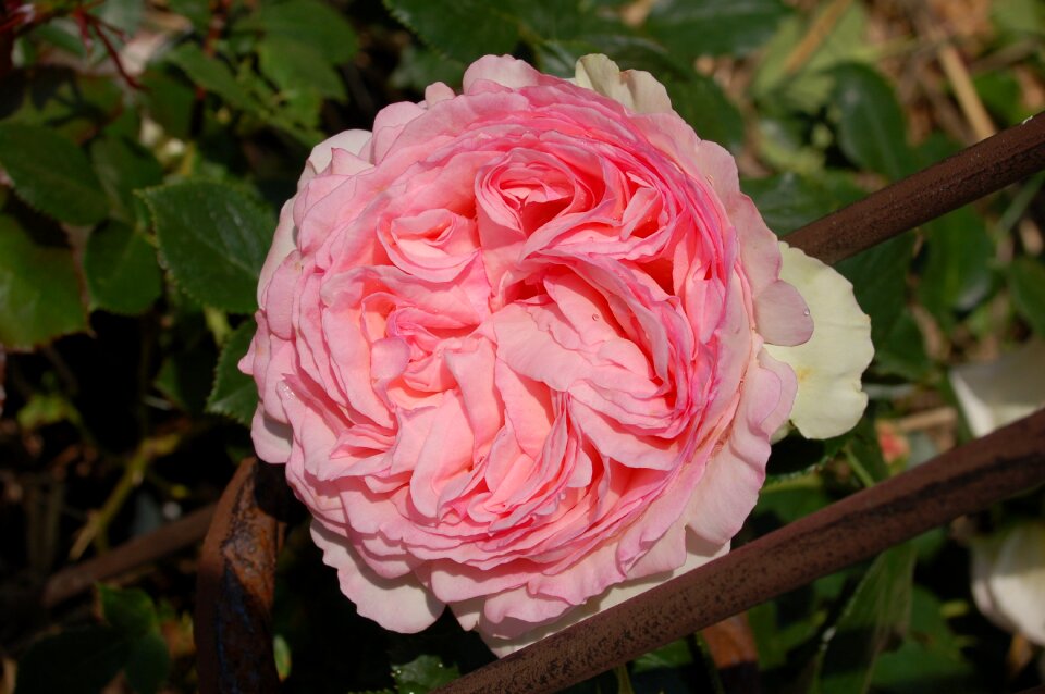 Roses rose flower rose garden