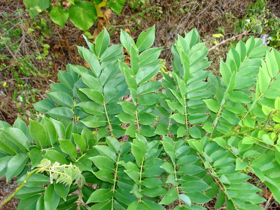 Quickstick tree leaves