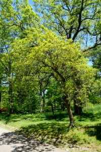 Quercus prinoides - Arnold Arboretum - DSC06955