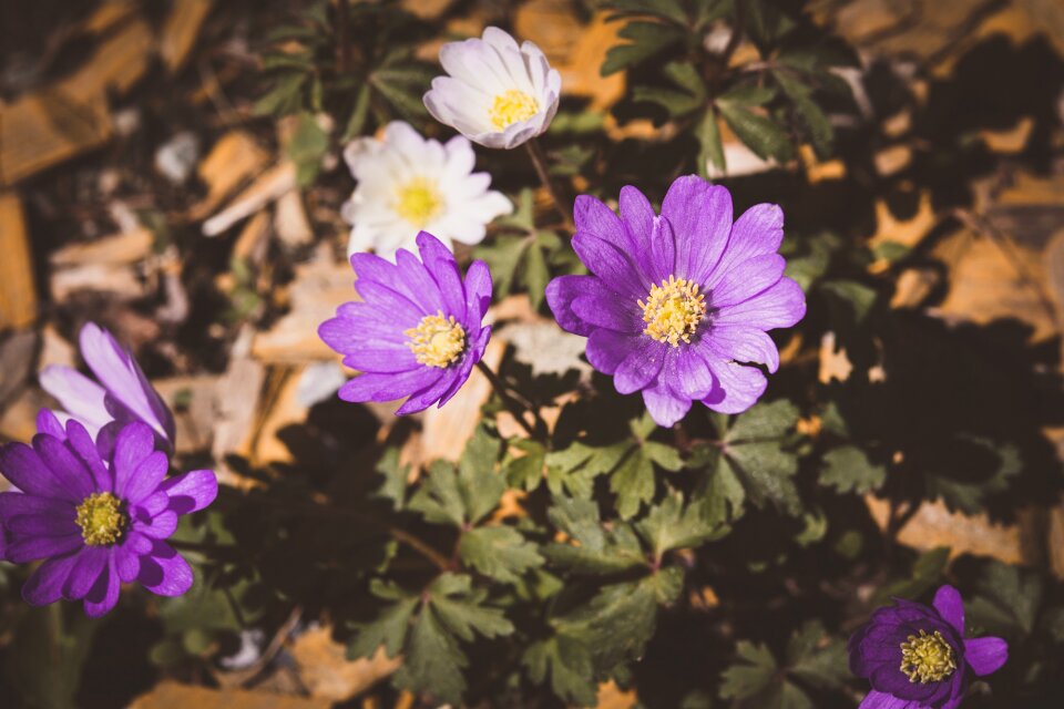 Purple violet white