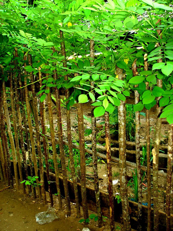 Quickstick tree live fence
