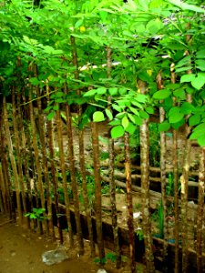 Quickstick tree live fence