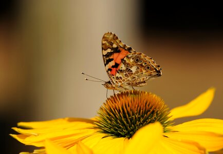 Walking butterfly nature blossom photo