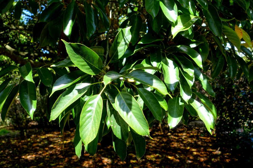 Quercus acuta - Caerhayes Castle gardens - Cornwall, England - DSC03088