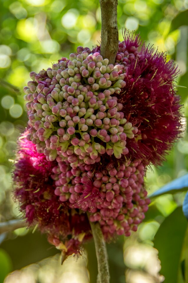 Blossom flowers pink