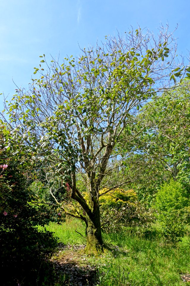 Quercus lamellosa - Caerhayes Castle gardens - Cornwall, England - DSC03000