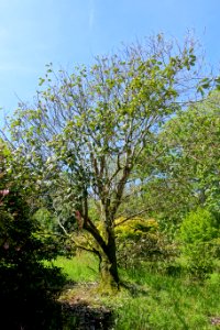Quercus lamellosa - Caerhayes Castle gardens - Cornwall, England - DSC03000