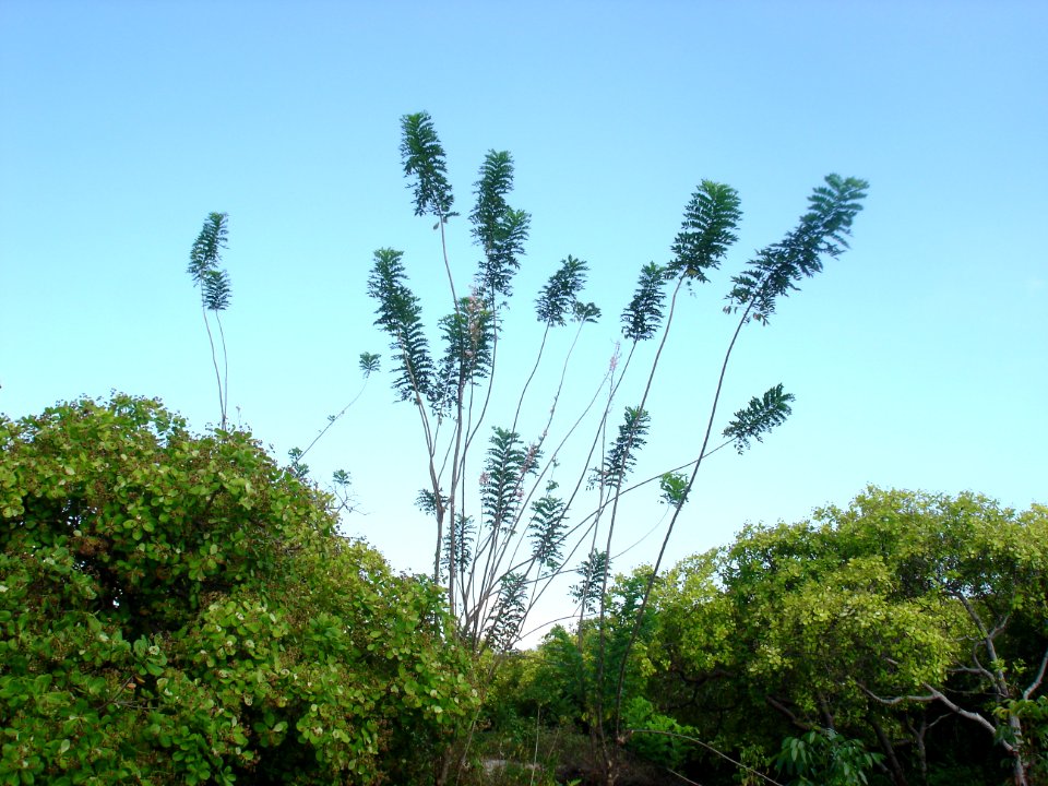 Quickstick tree habit