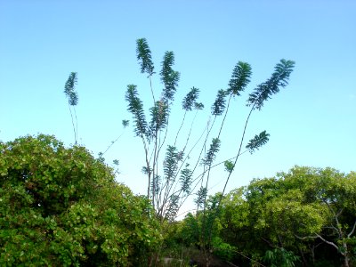 Quickstick tree habit photo