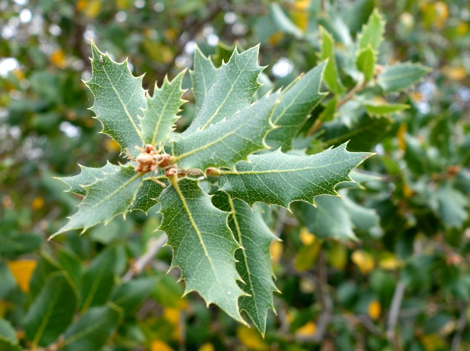 Quercus agrifolia - McConnell Arboretum & Botanical Gardens - DSC02997