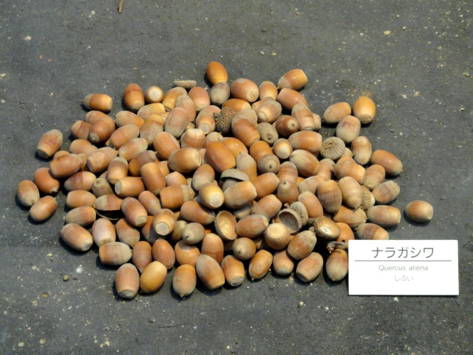 Quercus aliena - Osaka Museum of Natural History - DSC07726