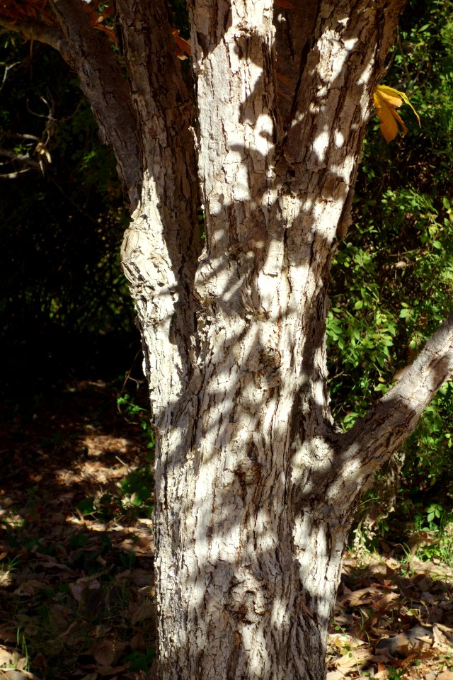 Quercus mongolica - Quarryhill Botanical Garden - DSC03698