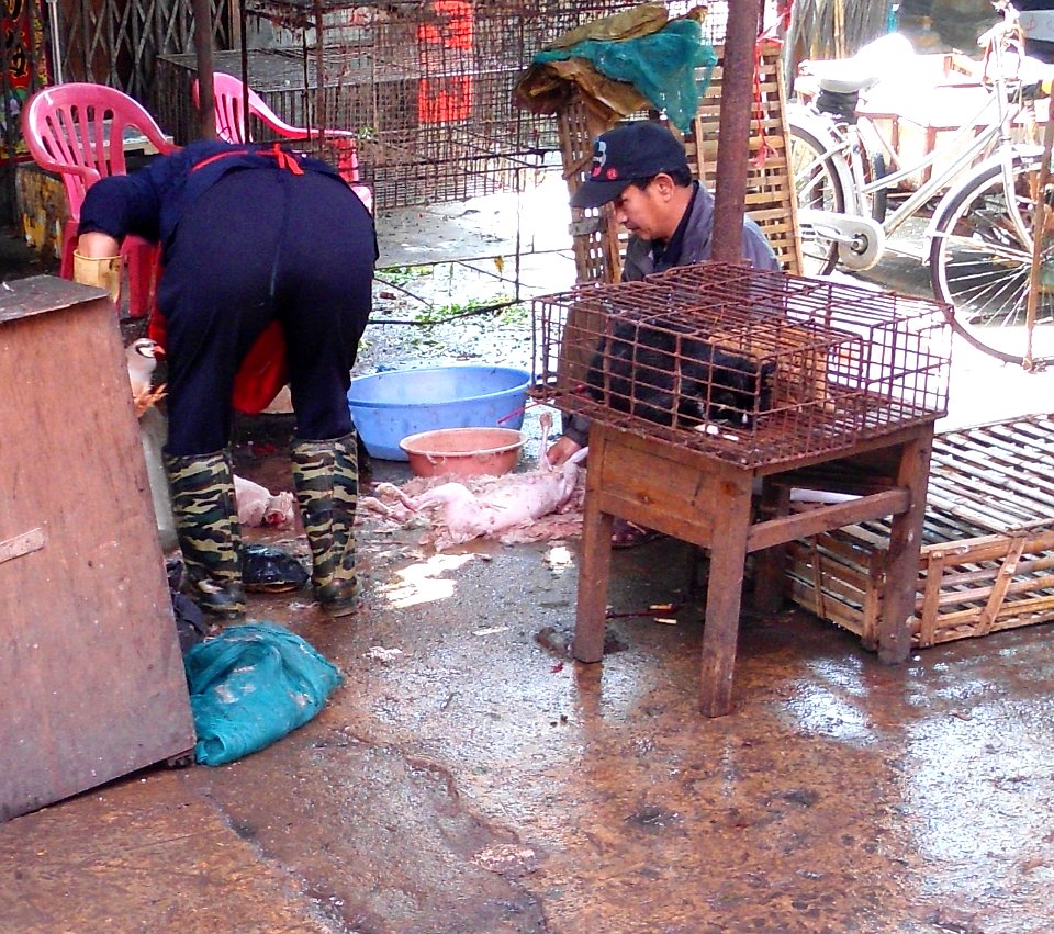 Rabbit after slaughter 01