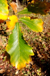 Quercus griffithii - Quarryhill Botanical Garden - DSC03345