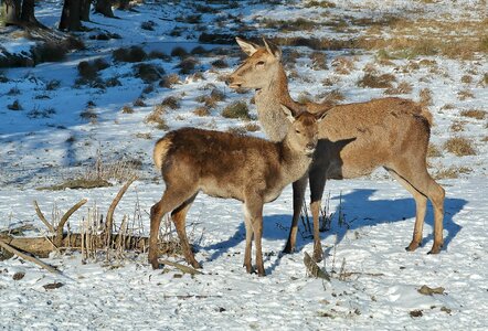 Nature wild animals