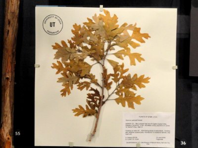 Quercus gambelii - Garrett Herbarium - DSC07449