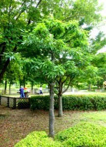 Quercus myrsinifolia - Urban Greening Botanical Garden - Kiba Park - Koto, Tokyo, Japan - DSC05262