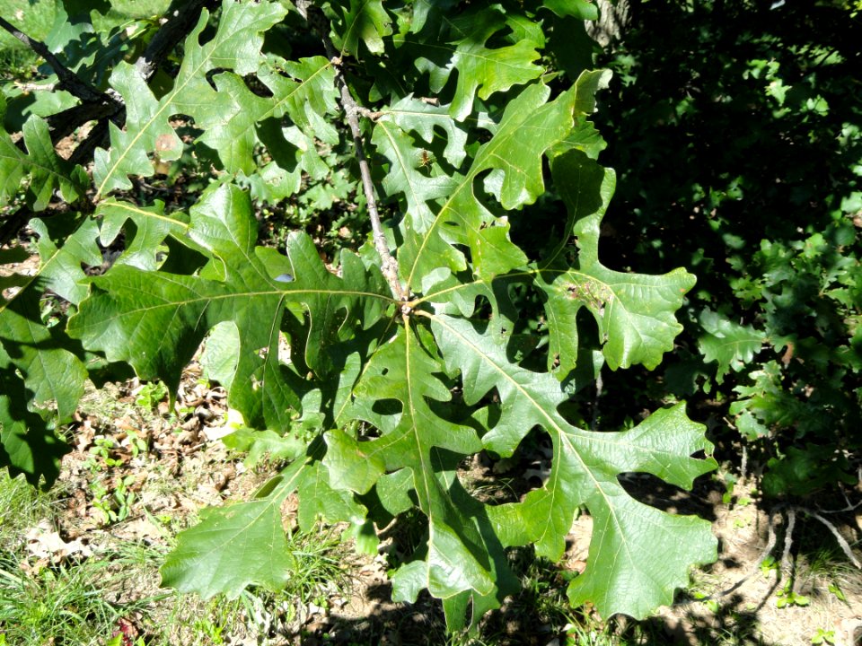 Quercus macrocarpa - University of Kentucky Arboretum - DSC09330