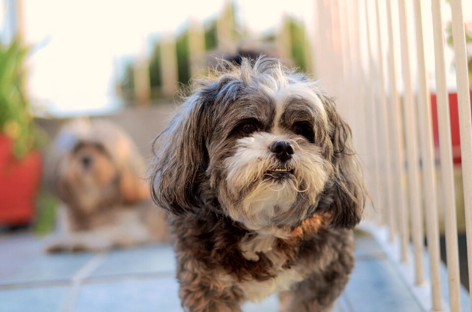 Dog animal pet animal