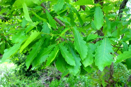 Quercus mongolica - Morris Arboretum - DSC00198