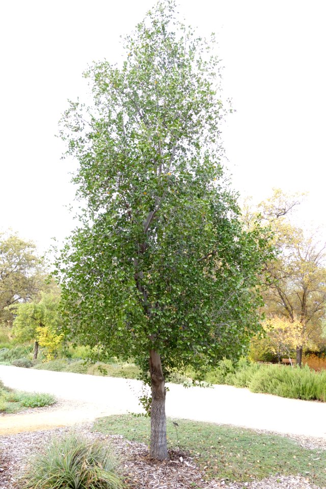 Quillaja saponaria - McConnell Arboretum & Botanical Gardens - DSC02955