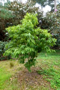 Quercus stenophylloides - Hillier Gardens - Romsey, Hampshire, England - DSC04713