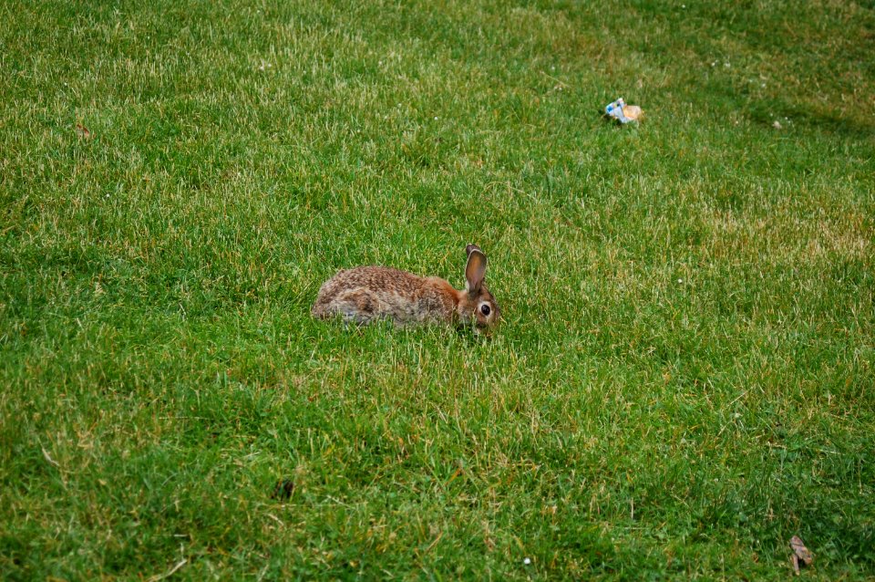 Rabbit on grass (2)