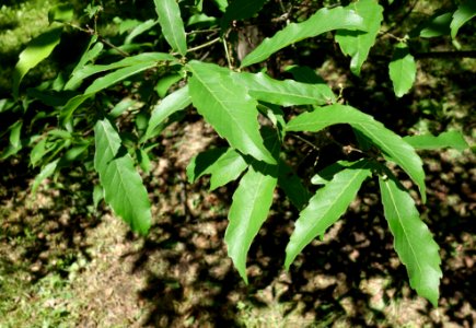 Quercus serrata subsp. serrata (Quercus glandulifera var. brevipetiolata) - Arnold Arboretum - DSC06854