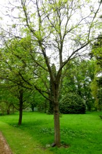 Quercus aliena - Althorp House - Northamptonshire, England - DSC09322