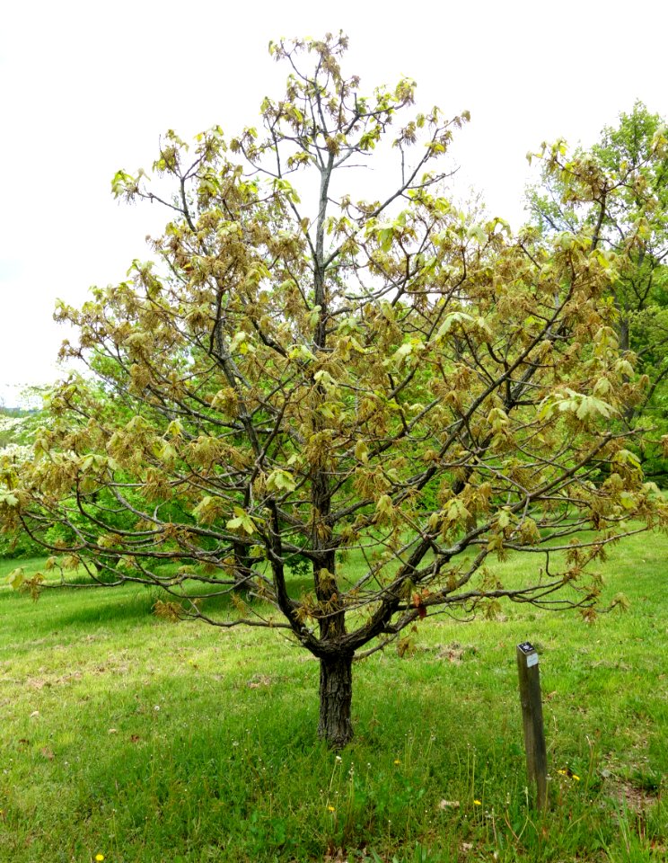 Quercus dentata - Dawes Arboretum - DSC02841
