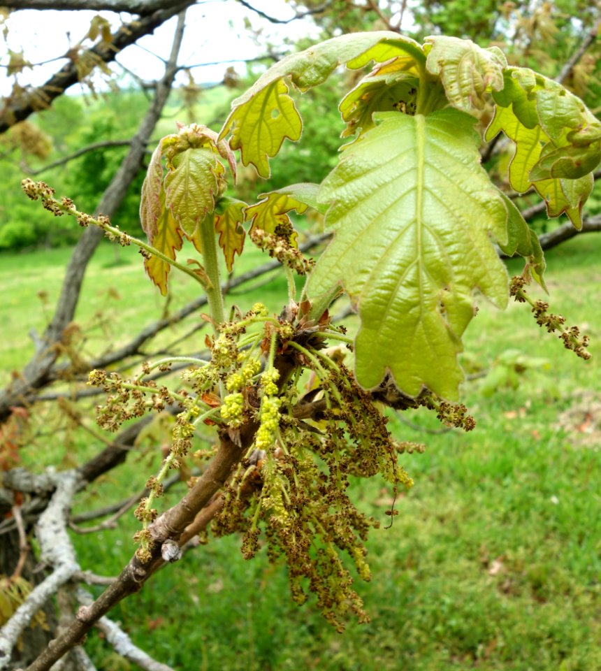 Quercus dentata - Dawes Arboretum - DSC02842