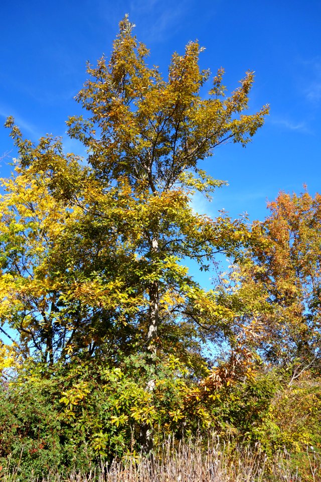 Quercus variabilis - Quarryhill Botanical Garden - DSC03254