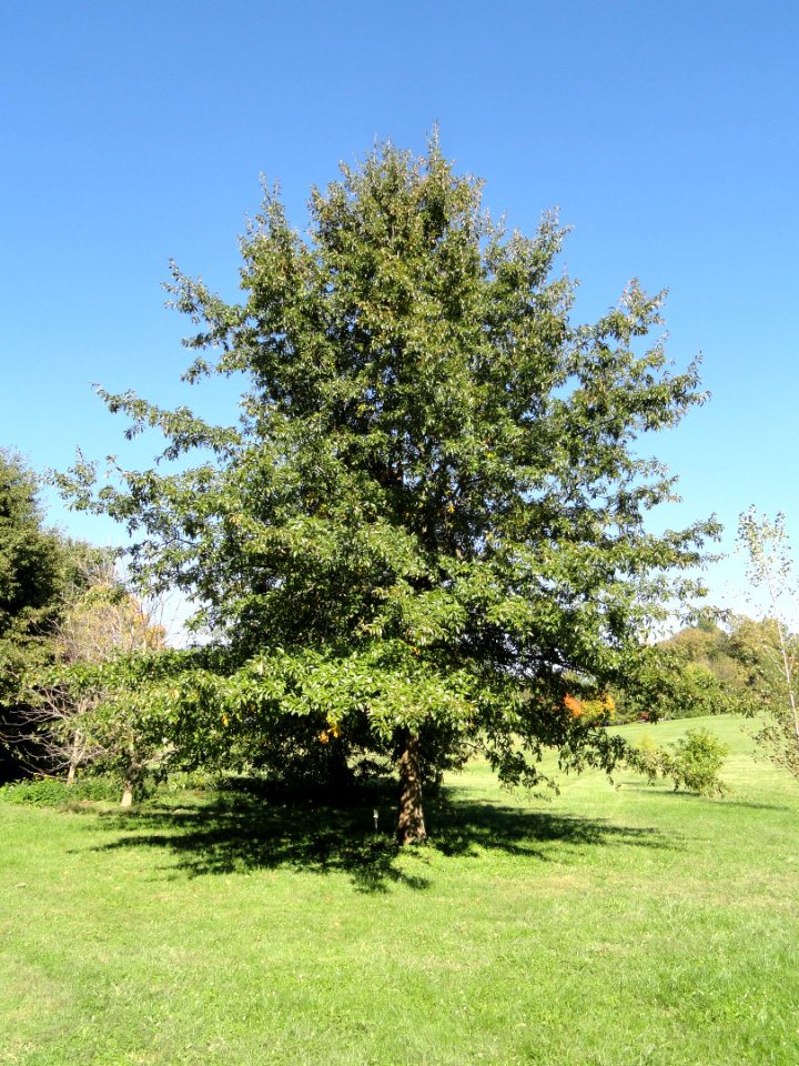 Quercus imbricaria - University of Kentucky Arboretum - DSC09361