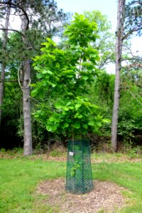 Quercus dentata - Mount Airy Arboretum - DSC03831