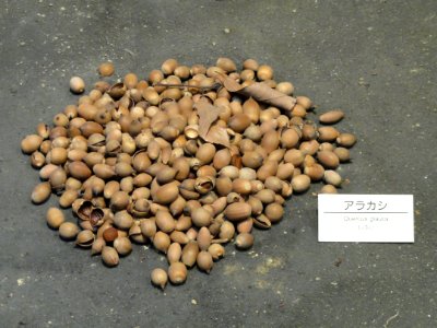 Quercus glauca - Osaka Museum of Natural History - DSC07725