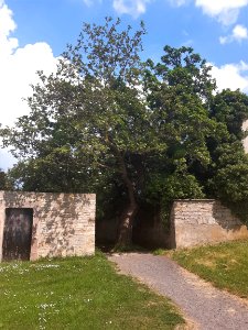 Querfurt, ND Maulbeerbaum (1)