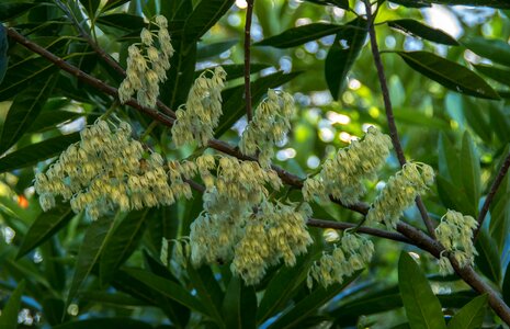 Blossom leaves flowers photo