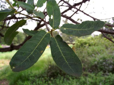 Quercus engelmannii