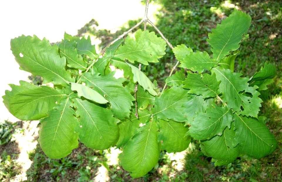 Quercus mongolica - Arnold Arboretum - DSC06861