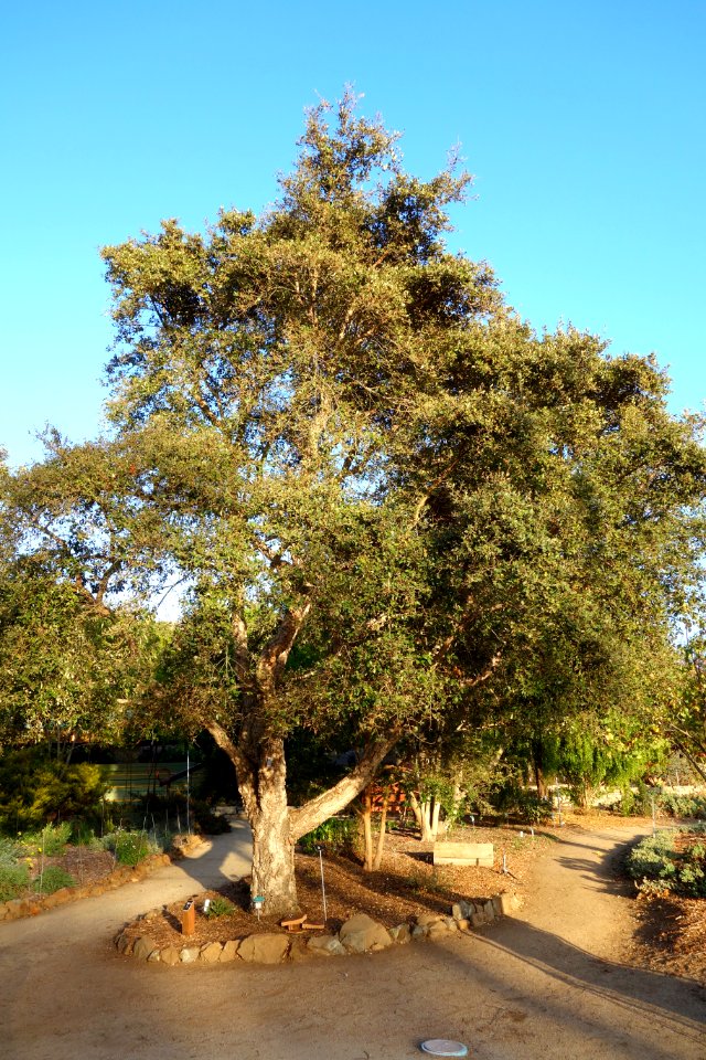 Quercus suber - San Luis Obispo Botanical Garden - DSC06002