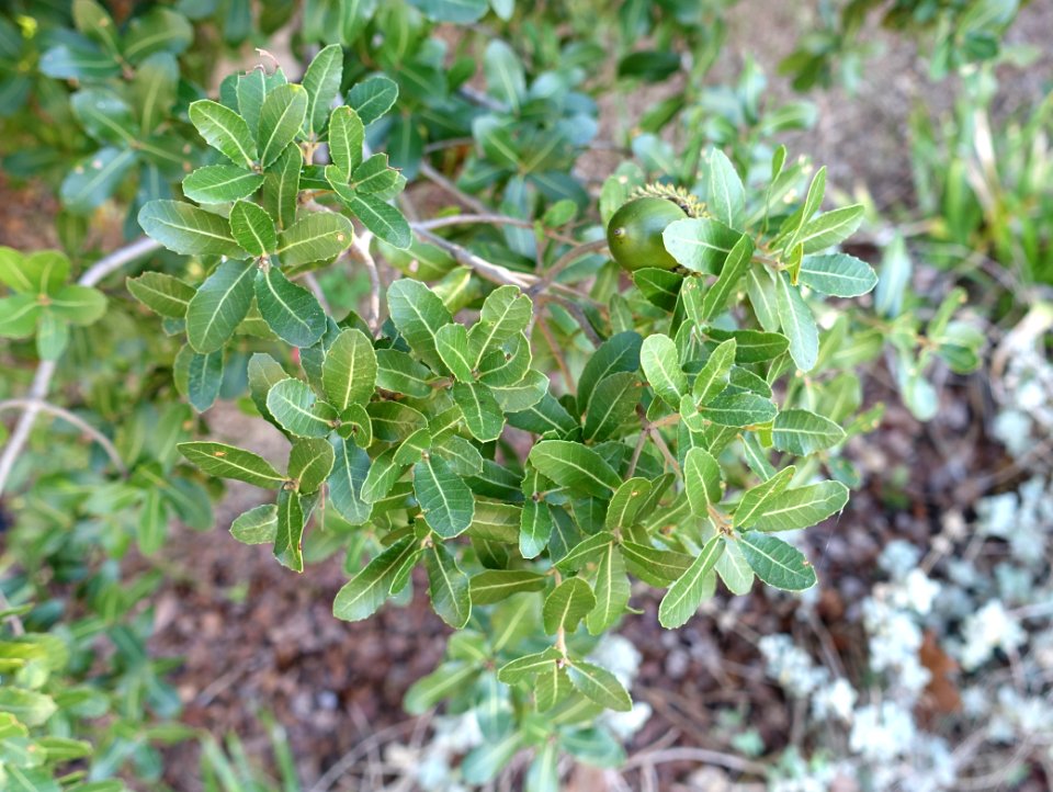 Quercus coccifera (Quercus calliprinos) - Jardín Botánico de Barcelona - Barcelona, Spain - DSC09229